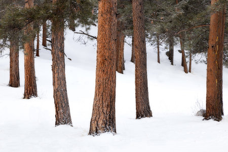 fresh fallen snow on the trees in the woods