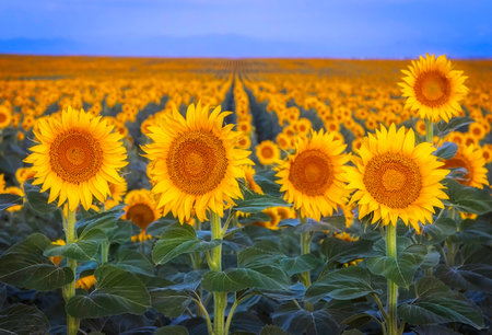 The sunflower field blooms in rows along the front range of Colorado at dawn