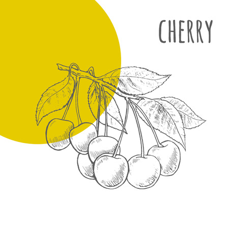 Cherries vector freehand pencil drawn sketch. Cherries bunch on branch with leaves illustration. Part of set of fruits sketchy drawings.のイラスト素材