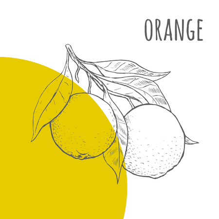 Orange vector freehand pencil drawn sketch. Illustration of oranges bunch on branch with leaves. Part of set of fruits sketchy drawings.のイラスト素材
