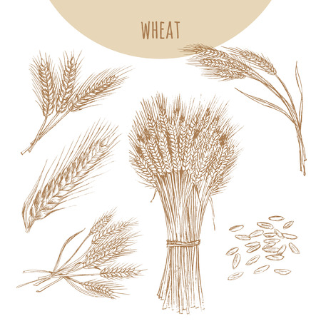 Wheat ears, sheaf and grains. Cereals sketch hand drawn vector illustration. Icon element for bakery and flour products emblem.のイラスト素材