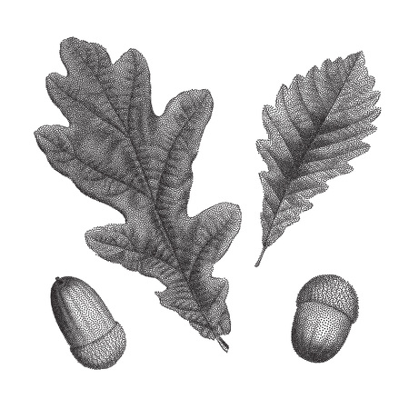 Black vintage engraving of autumn leaves on black background. Vector autumnal oak leaf and acorn retro illustrationのイラスト素材