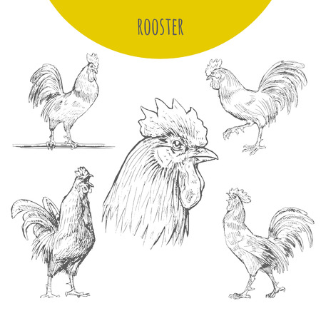 Rooster cock sketch set. isolated  pencil sketch rooster chicken with comb, hen, cockerel. Detailed feather drawing. Happy New Year 2017 symbol by chinese new year lunar calendarのイラスト素材