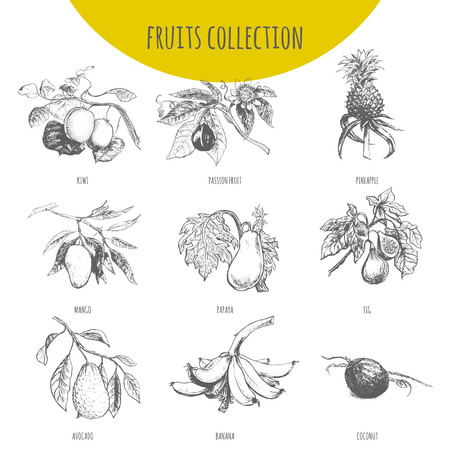 Exotic fruits vector sketch botanical illustration. Set of tropical pineapple, banana, mango, papaya, avocado, kiwi, passion fruit maracuya, figs and coconut