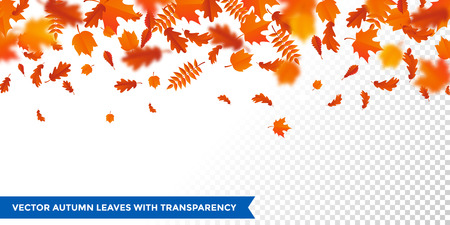 Autumn falling leaves pattern on transparent background. Vector autumnal foliage fall of maple, rowan or chestnut and poplar leaf flying in wind motion blur. Orange design for autumn designのイラスト素材