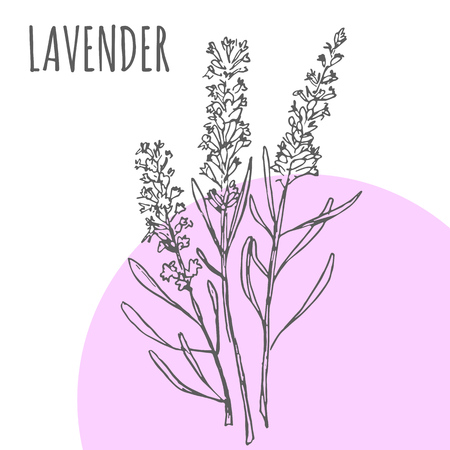 Lavender vector sketch botanical herb spice for aroma essential oil or herbal tea packageのイラスト素材
