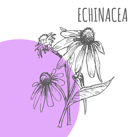 Echinacea vector sketch botanical herb spice for Echinacea aroma essential oil or herbal tea packageのイラスト素材
