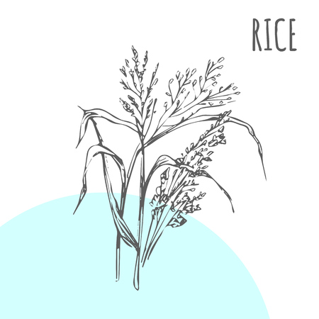 Rice vector sketch botanical plant for rice moisturizer or herbal cosmetic and medicine or cereal packageのイラスト素材