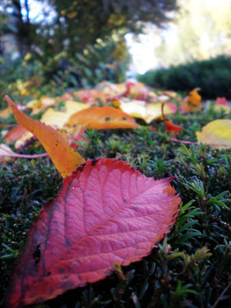 Colorful leavesの写真素材