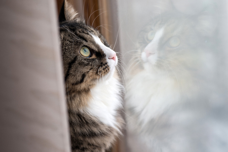 cat looks out the window. Beautiful cat sitting on a windowsill and looking to the windowの写真素材
