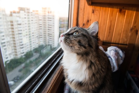 cat looks out the window. Beautiful cat sitting on a windowsill and looking to the windowの写真素材