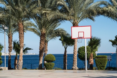 basketball backboard in the palmsの写真素材