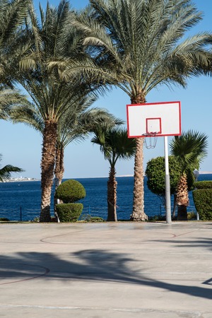 basketball backboard in the palmsの写真素材