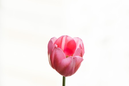 pink tulip on white background. Close upの写真素材