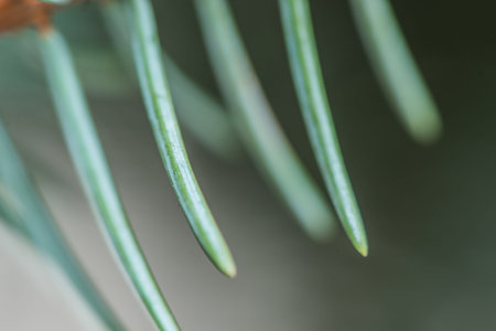 Blue spruce branches on a green background