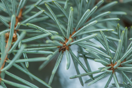 Blue spruce branches on a green background