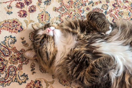 The cat lies on the back on the carpet. Close-upの写真素材