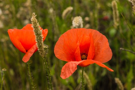 field of poppies close-upの写真素材