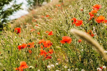 Wild flower garden with poppies with morning sunlightの写真素材