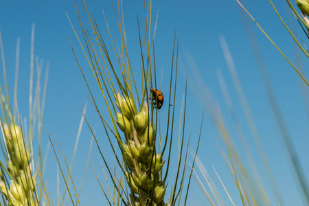 Spikelets of wheat close-up.の写真素材