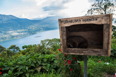 Luwak Civet is resting in the box. Bali, Indonesiaの写真素材