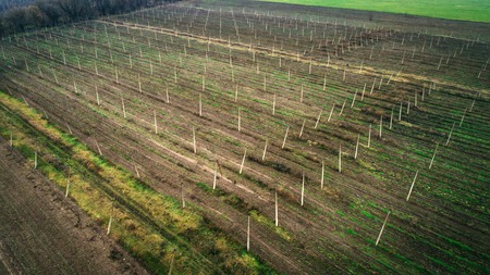Aerial view on hops field. Field of hops after harvesting.の写真素材