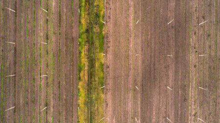 Aerial view on hops field. Field of hops after harvesting.