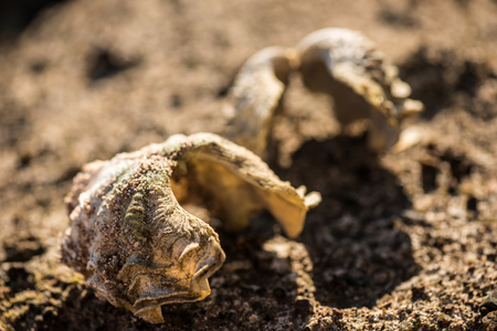 Two seashells on the sand. oysters on the sand. Macroの写真素材