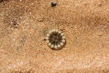 jellyfish in the sea on the sand. Macroの写真素材