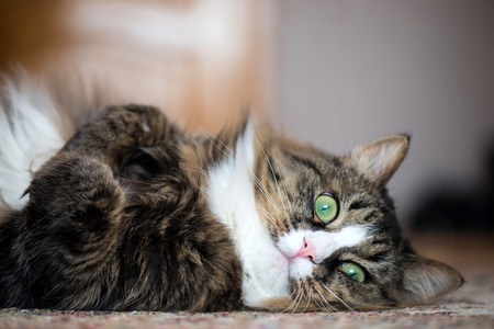 the house cat lies on the back on the carpetの写真素材