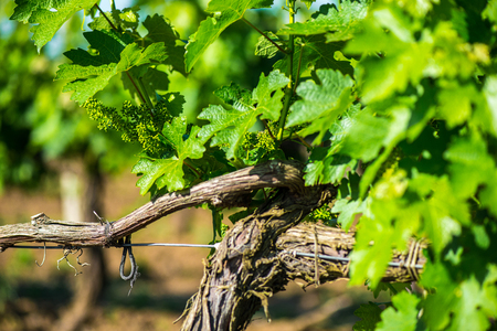 Simple graphic landscape of grape vines. Close-up.の写真素材