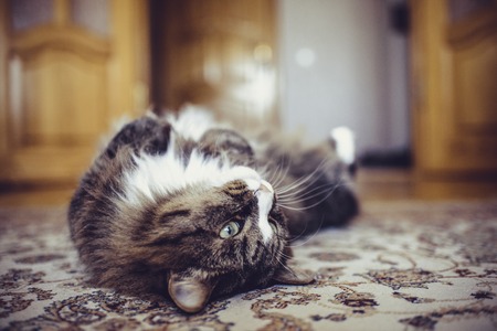 Cat on the carpet. Beautiful cat in the house. The cat lies on its back.の写真素材