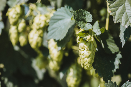 Fresh green hops in a field. Close-up.の写真素材