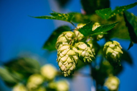 Fresh green hops on a blue sky background. Close-up.