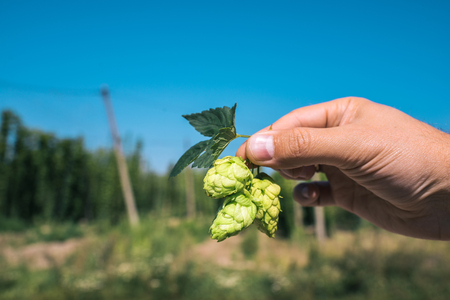Fresh green hops in hand on a blue sky background. Close-up.の写真素材