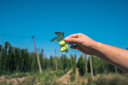 Fresh green hops in hand on a blue sky background. Close-up.の写真素材