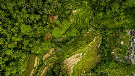 Beautiful Rice Terraces on the Bali Island.の写真素材