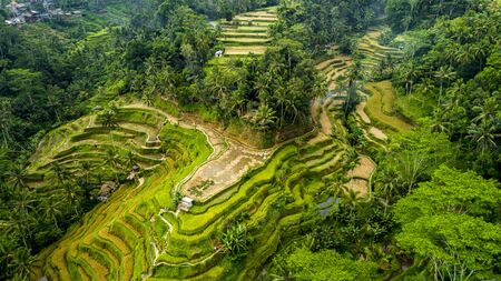 Beautiful Rice Terraces on the Bali Island.の写真素材