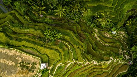 Amazing Landscape Above Rice Terracesの写真素材