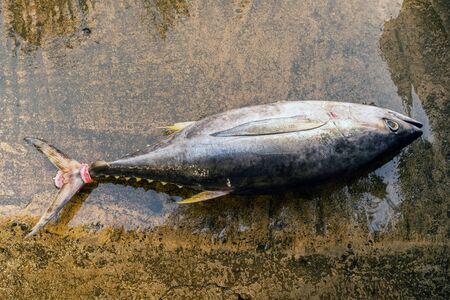 Bluefin tuna lies on a concrete surface. Close-up.の写真素材