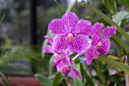 Blossom vanda orchids in the garden. Queen of vanda orchids