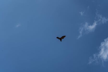 Flying fox flies in the sky under the cloudsの写真素材