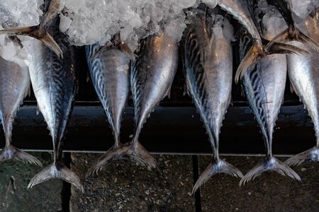Street fish market. Fresh catch of fish in iceの写真素材