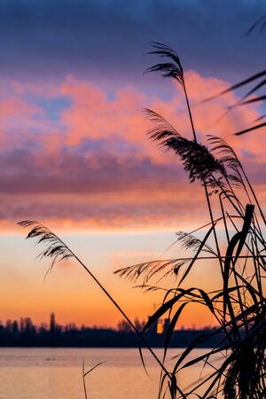 Silhouette of reeds. Beautiful sunrise over the lake in winter.の写真素材