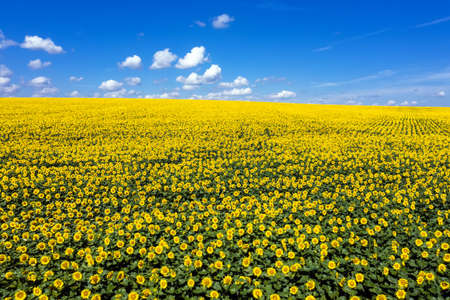 Sunflower field to horizon blue sky aerial view.の写真素材