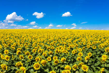 Summer Landscape of Golden Sunflower Field aerial view.の写真素材