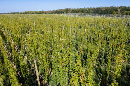 Hop field in autumn aerial view.の写真素材