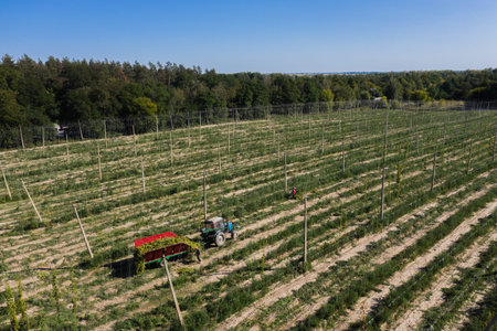 Harvesting hops in the field with a tractor aerial view.