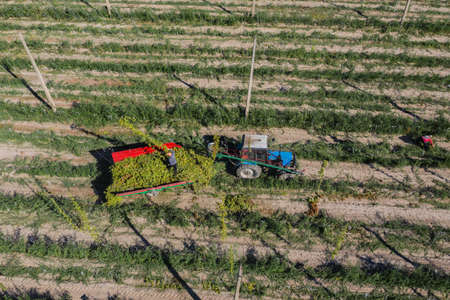 Agricultural workers harvest hops in the field aerial view.の写真素材