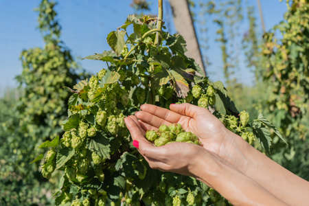 Female hands hold hop cones in their palms. Harvesting hops in the field.の写真素材